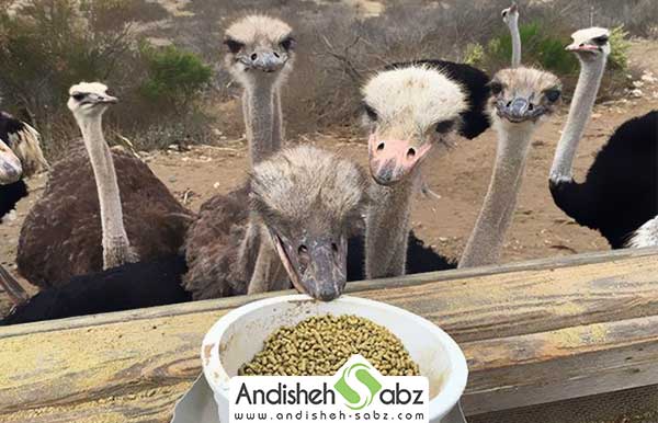 غذا خوردن پرنده شترمرغ