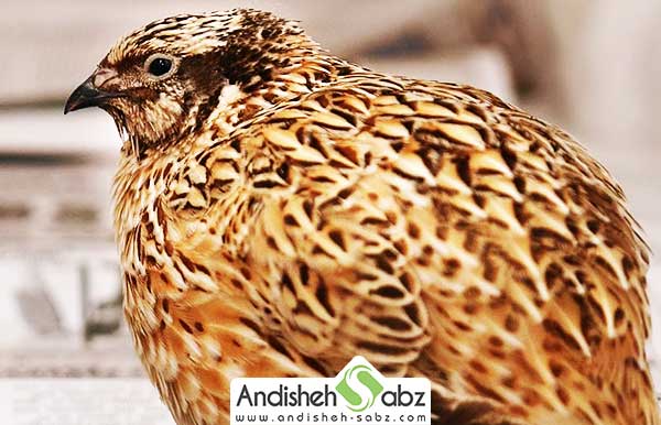 بلدرچین نژاد ژاپنی