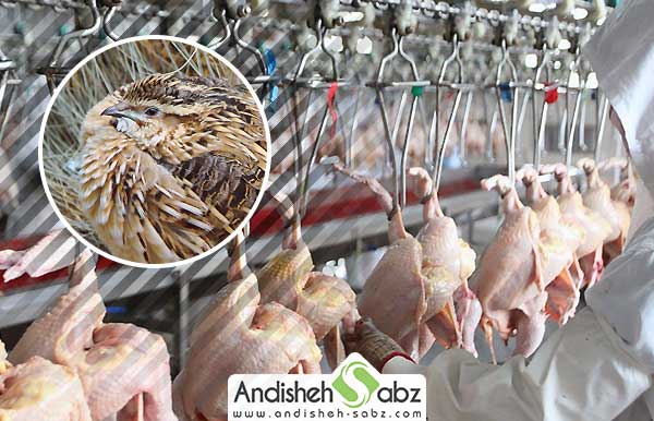 مراحل کشتارگاه بلدرچین - اندیشه سبز