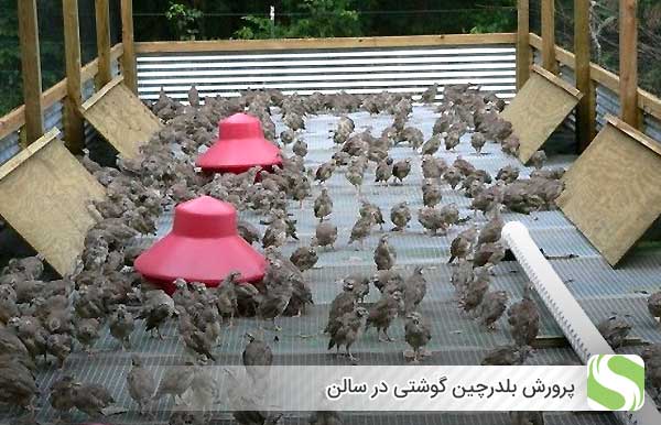 پرورش بلدرچین گوشتی در سالن - اندیشه سبز