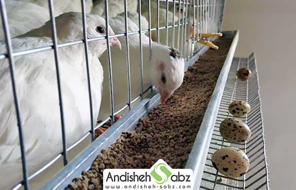 چطور بلدرچین تخمگذار پرورش دهیم - اندیشه سبز