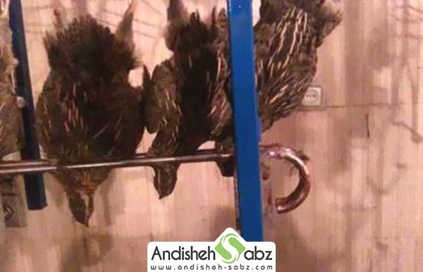 کشتار بلدرچین