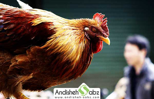 بیماری برونشیت مرغ