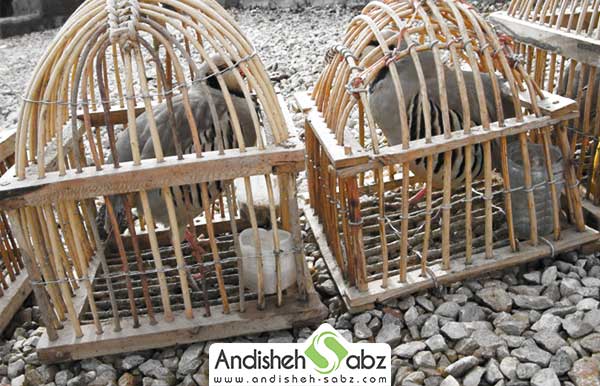 جوجه کشی کبک در قفس