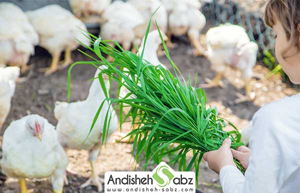 پرورش مرغ گوشتی در خانه