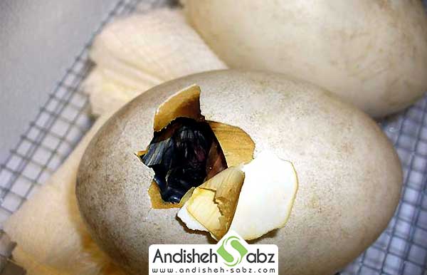 نحوه جوجه کشی از پرنده غاز