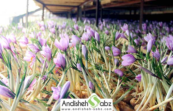 نحوه کاشت زعفران در گلخانه - اندیشه سبز