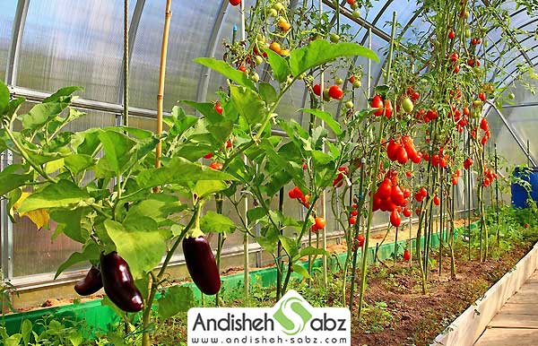 دمای مناسب برای گلخانه صیفی جات - اندیشه سبز