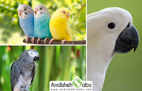 آشنایی با انواع نژادهای طوطی سانان