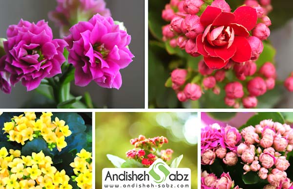 پرورش و نگهداری از زیباترین گل های آپارتمانی - اندیشه سبز