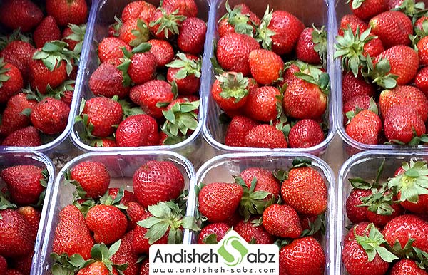 شرایط و دمای نگهداری توت فرنگی در سردخانه