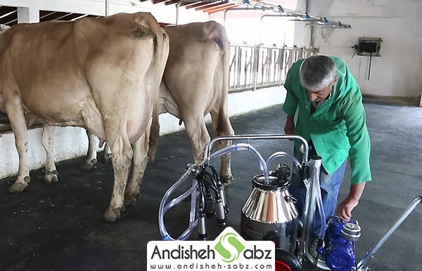 آموزش استفاده از شیردوش برقی گاو و گوشفند - اندیشه سبز