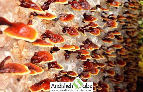 نحوه پرورش قارچ گانودرما و درآمد آن - اندیشه سبز