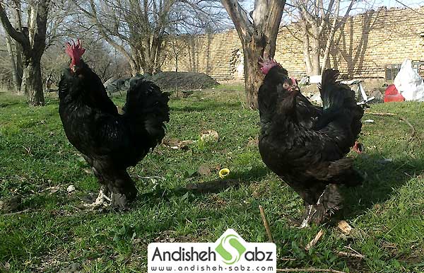 آموزش جوجه کشی و پرورش مرغ مرندی - اندیشه سبز