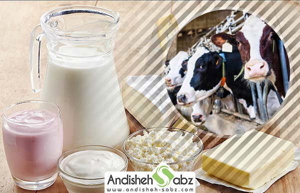 خواص و مضرات محصولات لبنی - اندیشه سبز