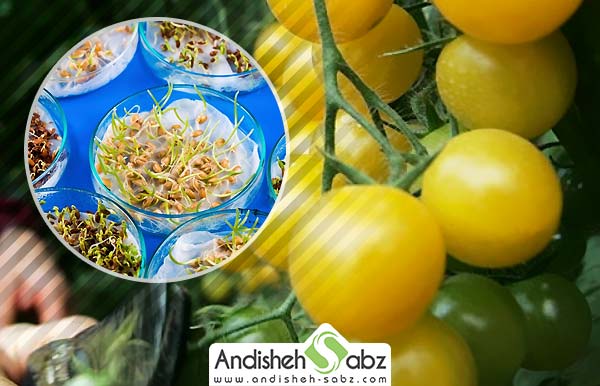 بذر هیبریدی چیست و چه تفاوتی با بذر معمولی و تراریخته دارد؟ - اندیشه سبز