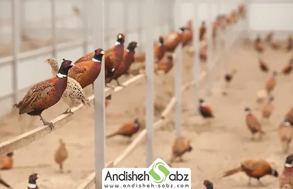 نگهداری قرقاول - اندیشه سبز
