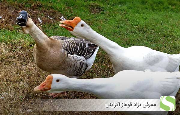معرفی نژاد قوغاز اکراینی - اندیشه سبز