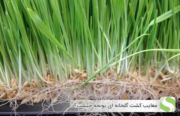معایب کشت گلخانه ای یونجه چیست؟ - اندیشه سبز