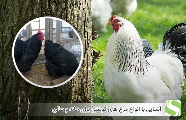 آشنایی با انواع مرغ های گوشتی برای خانه و سالن - اندیشه سبز