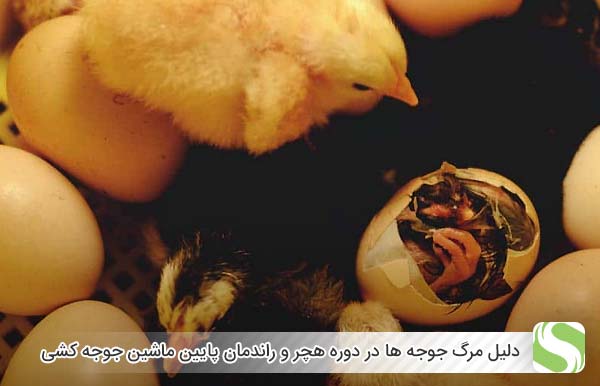 دلیل مرگ جوجه ها در دوره هچر و راندمان پایین ماشین جوجه کشی - اندیشه سبز