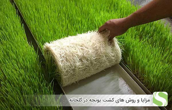 مزایا و روش های کشت یونجه در گلخانه - اندیشه سبز