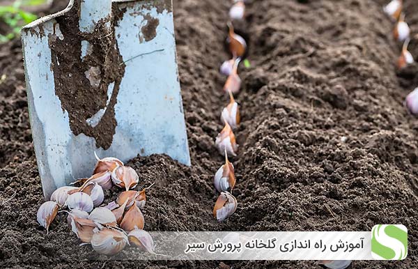 پرورش سیر در گلخانه - اندیشه سبز