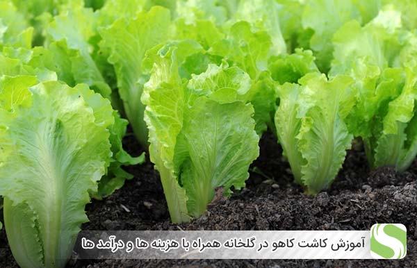 آموزش کاشت کاهو در گلخانه همراه با هزینه ها و درآمد ها - اندیشه سبز