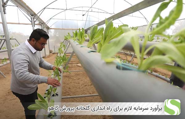 برآورد سرمایه لازم برای راه اندازی گلخانه پرورش کاهو - اندیشه سبز