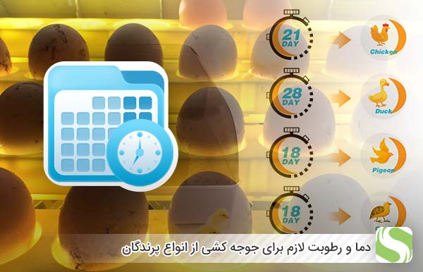 دما و رطوبت لازم برای جوجه کشی از انواع پرندگان - اندیشه سبز