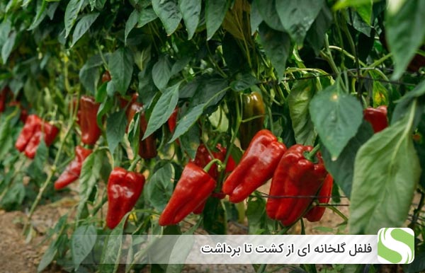فلفل گلخانه ای از کشت تا برداشت - اندیشه سبز
