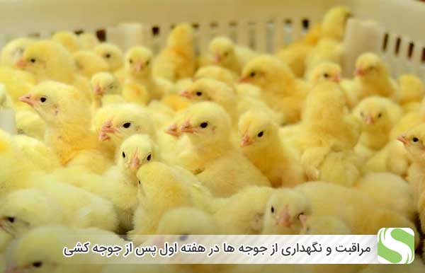 مراقبت و نگهداری از جوجه ها در هفته اول پس از جوجه کشی - اندیشه سبز