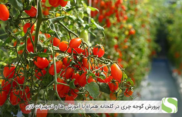 پرورش گوجه چری در گلخانه همراه با آموزش ها و تجهیزات لازم - اندیشه سبز