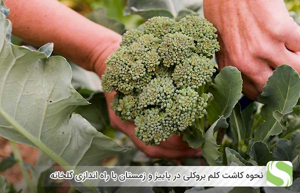 نحوه کاشت کلم بروکلی در پاییز و زمستان با راه اندازی گلخانه - اندیشه سبز