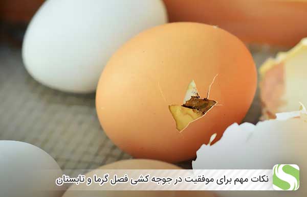 نکات مهم برای موفقیت در جوجه کشی فصل گرما و تابستان - اندیشه سبز