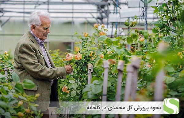 نحوه پرورش گل محمدی در گلخانه - اندیشه سبز
