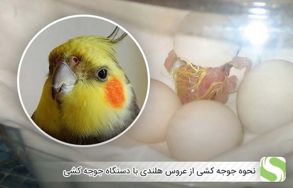 نحوه جوجه کشی از عروس هلندی با دستگاه جوجه کشی - اندیشه سبز