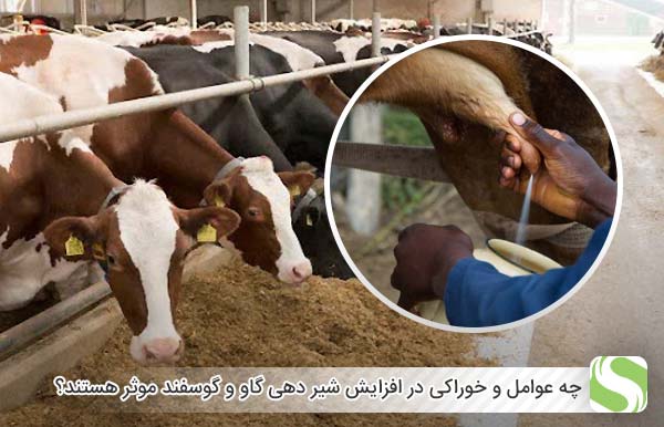 چه عوامل و خوراکی در افزایش شیر دهی گاو و گوسفند موثر هستند؟ - اندیشه سبز