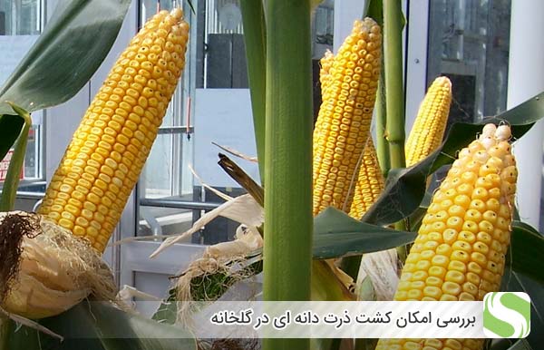 بررسی امکان کشت ذرت دانه ای در گلخانه - اندیشه سبز