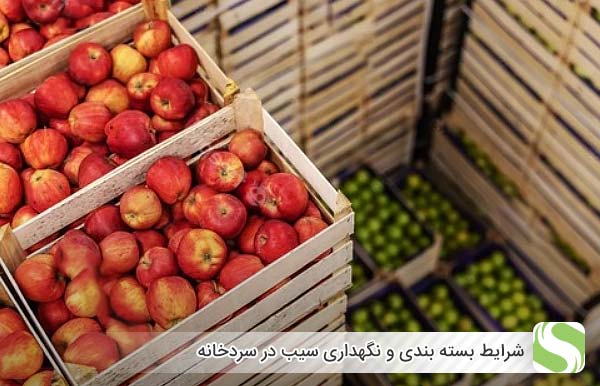 شرایط بسته بندی و نگهداری سیب در سردخانه - اندیشه سبز
