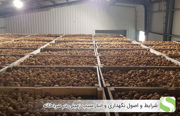 شرایط و اصول نگهداری و انبار سیب زمینی در سردخانه - اندیشه سبز