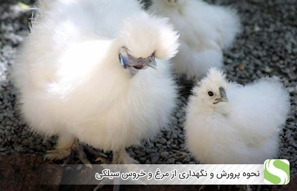 نحوه پرورش و نگهداری از مرغ و خروس سیلکی - اندیشه سبز