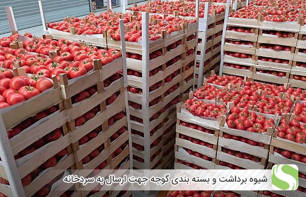 شرایط نگهداری گوجه فرنگی در سردخانه و معرفی سردخانه مناسب - اندیشه سبز