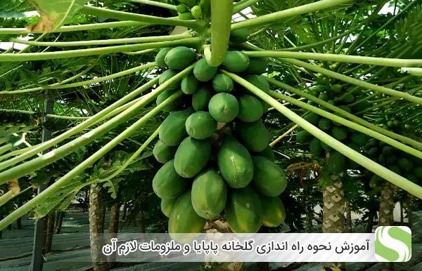 آموزش نحوه راه اندازی گلخانه پاپایا و ملزومات لازم آن - اندیشه سبز