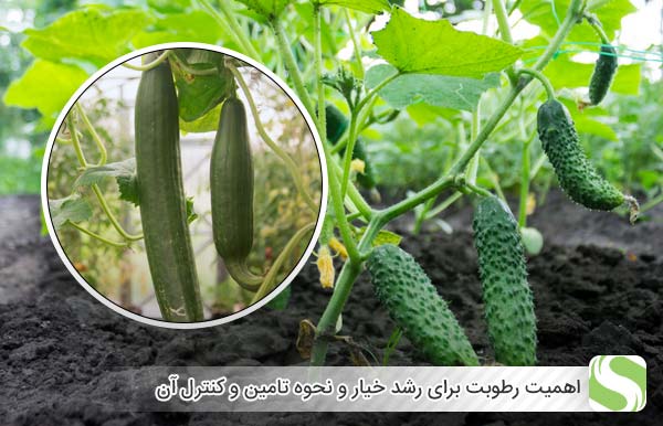 اهمیت رطوبت برای رشد خیار و نحوه تامین و کنترل آن - اندیشه سبز