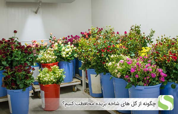 چگونه از گل های شاخه بریده محافظت کنیم؟ - اندیشه سبز