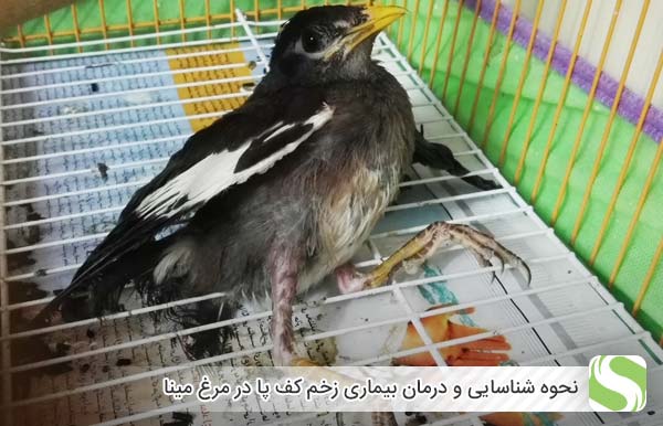 نحوه شناسایی و درمان بیماری زخم کف پا در مرغ مینا - اندیشه سبز