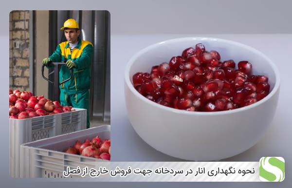 نحوه نگهداری انار در سردخانه جهت فروش خارج از فصل - اندیشه سبز