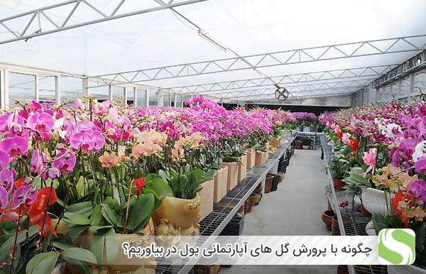 چگونه با پرورش گل های آپارتمانی پول در بیاوریم؟ - اندیشه سبز