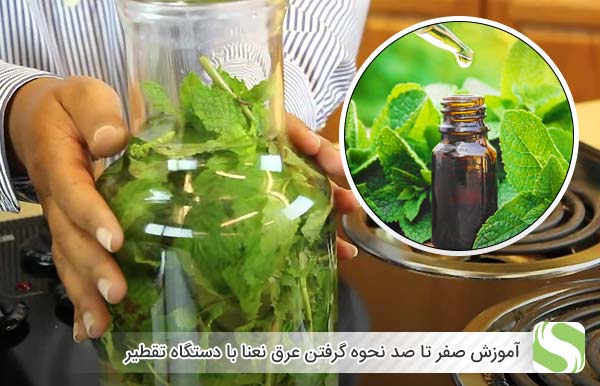 گلاب گیری نعناع در خانه - اندیشه سبز